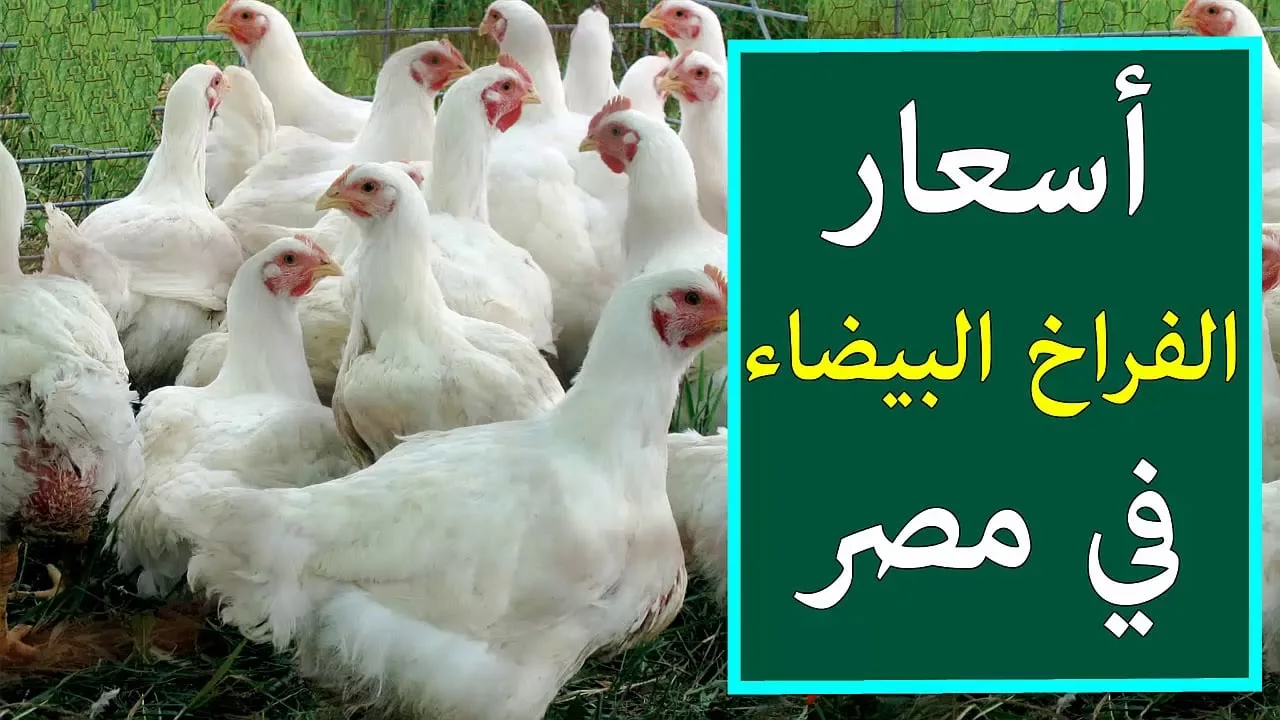 بعد زيادة البنزين.. مفاجأة في سعر كرتونة البيض اليوم الإثنين