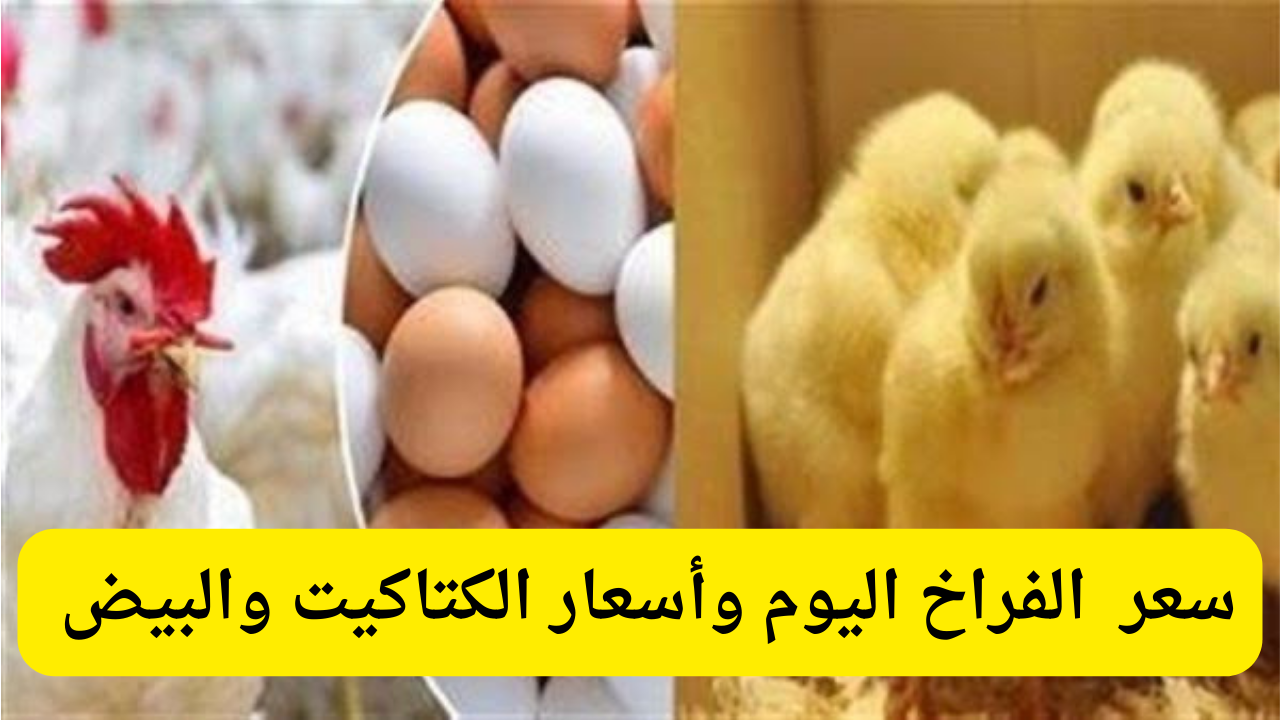 افرحي يا ست البيت.. أسعار الفراخ البيضة والبلدي والبيض اليوم الأثنين 23 ديسمبر 2024