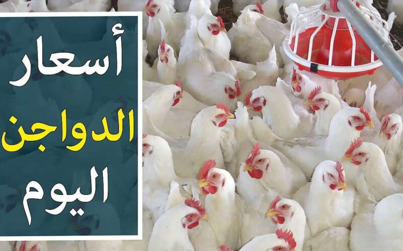 بورصة الدواجن اسعار الفراخ البيضاء اليوم مع اقتراب شهر رمضان